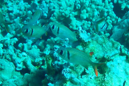 Image of Epaulette soldierfish