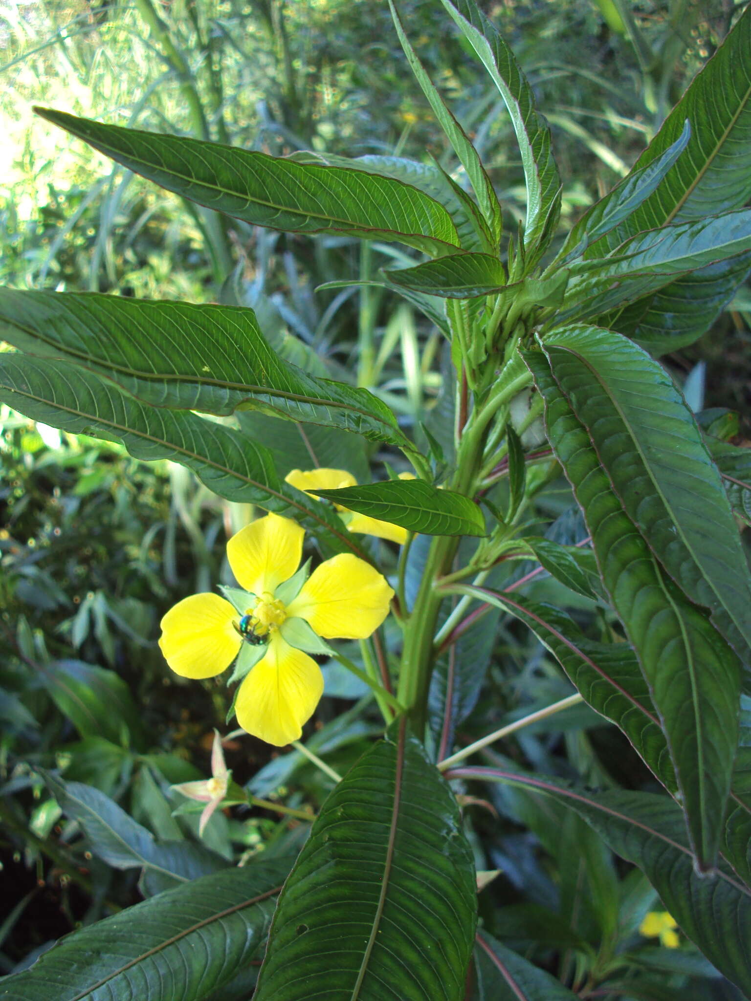 صورة Ludwigia elegans (Cambess.) Hara