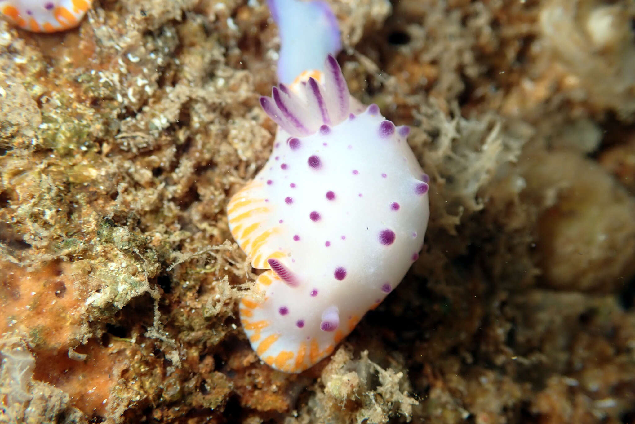 Image of Mexichromis macropus Rudman 1983