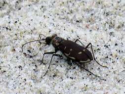 Image of Cicindela (Cicindela) hirticollis rhodensis Calder 1916