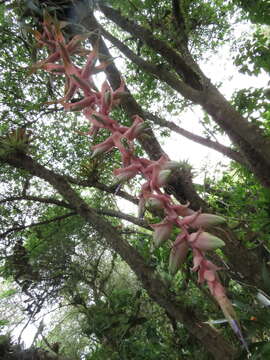 Image of Tillandsia eizii L. B. Sm.