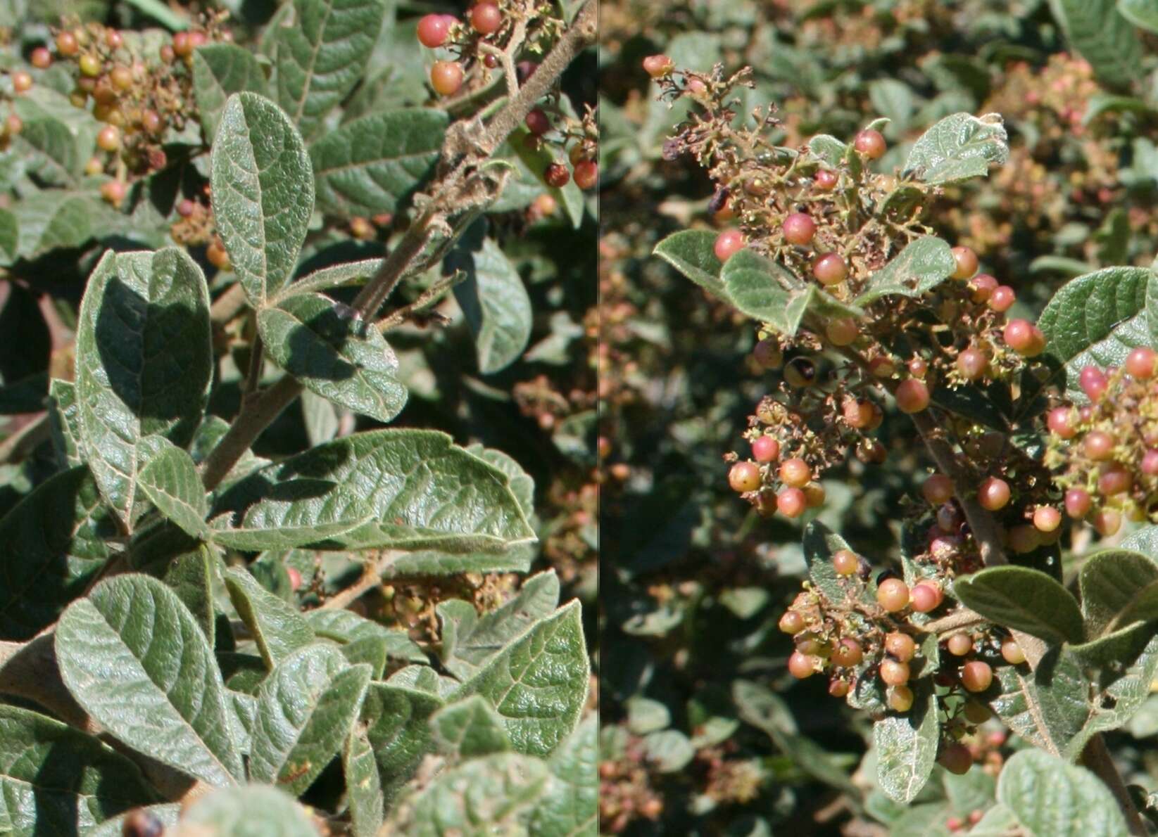 Image of Searsia rehmanniana var. glabrata (Sond.) Moffett