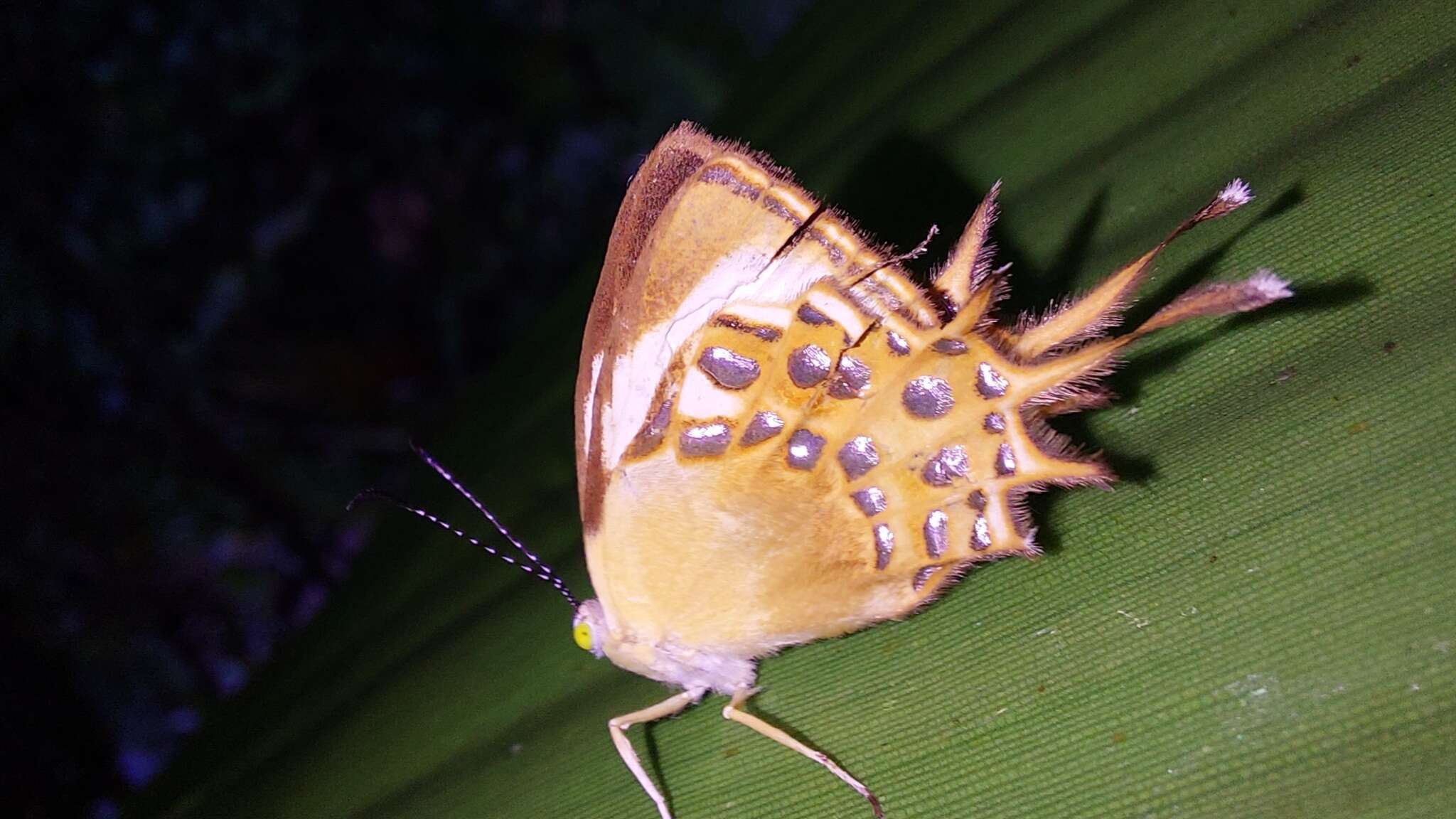 Image of Helicopis cupido Linnaeus 1758