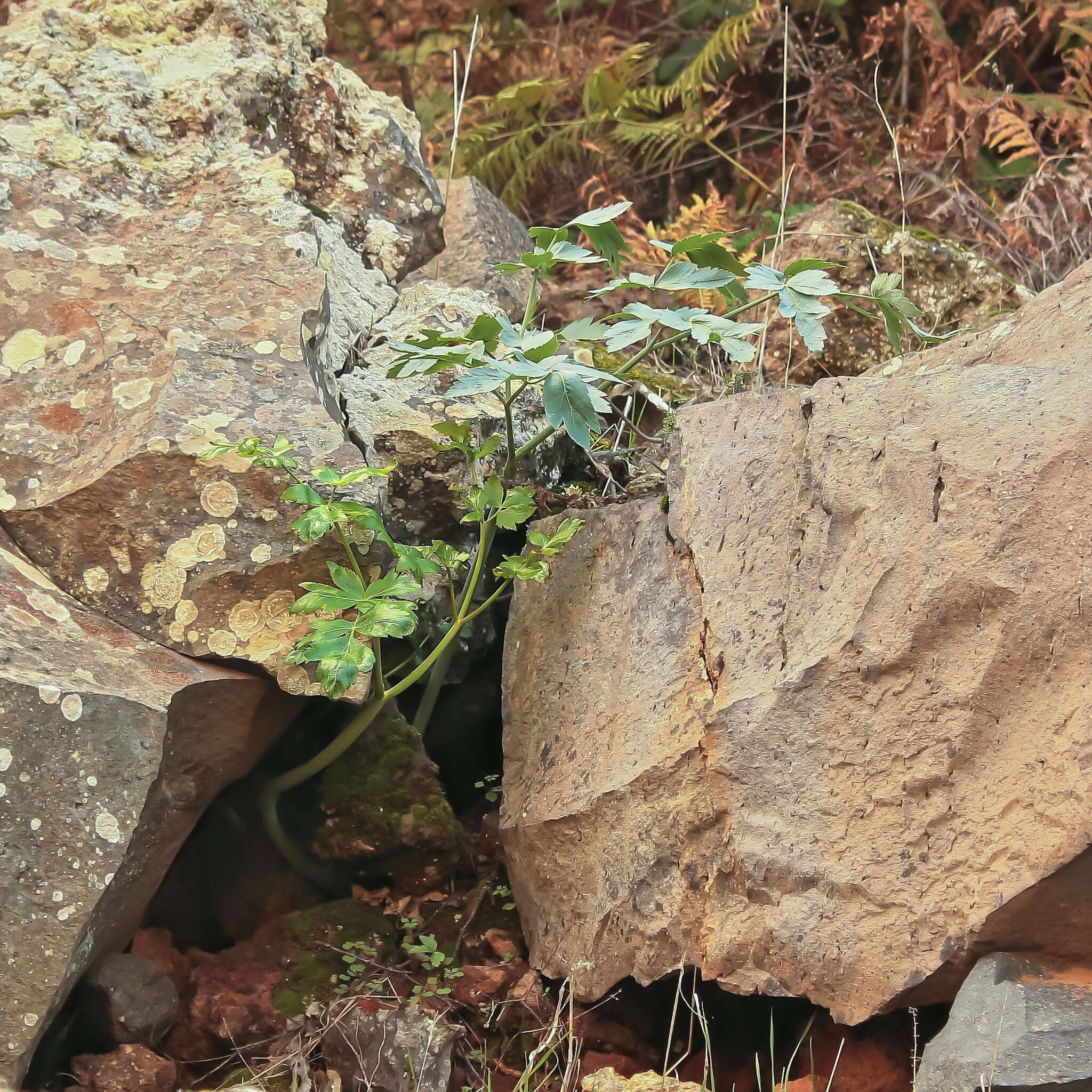 Image of Athamanta cervariifolia (DC.) DC.