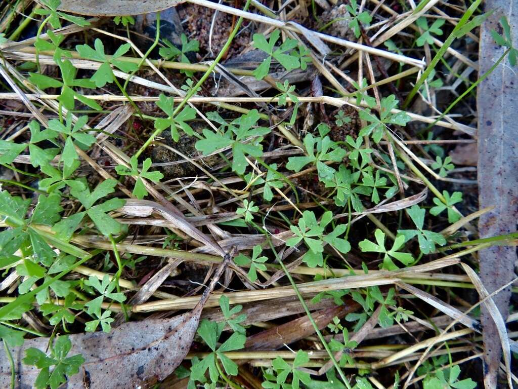 Image of Hydrocotyle paludosa A. R. Bean