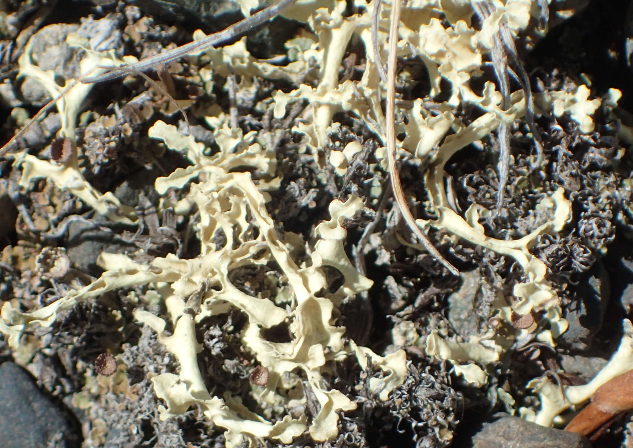 Image of Curled Snow Lichen