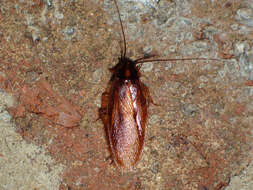 Image of Boll's Wood Cockroach