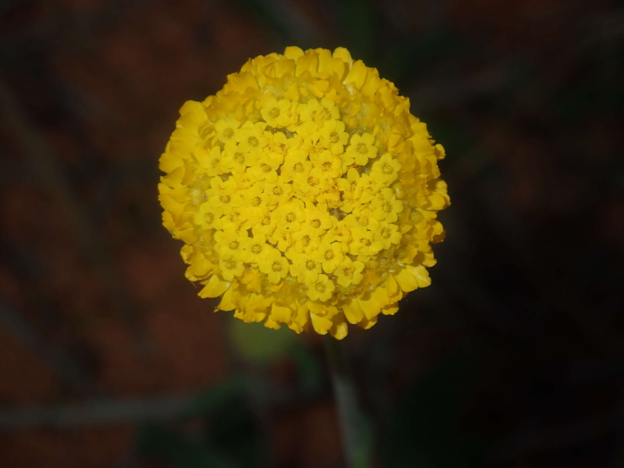 صورة Myriocephalus guerinae F. Müll.