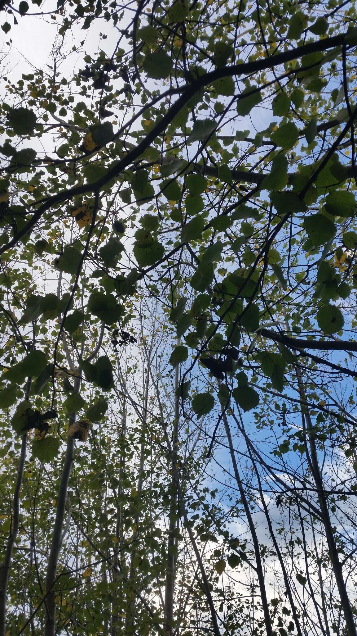 Image of Grey poplar