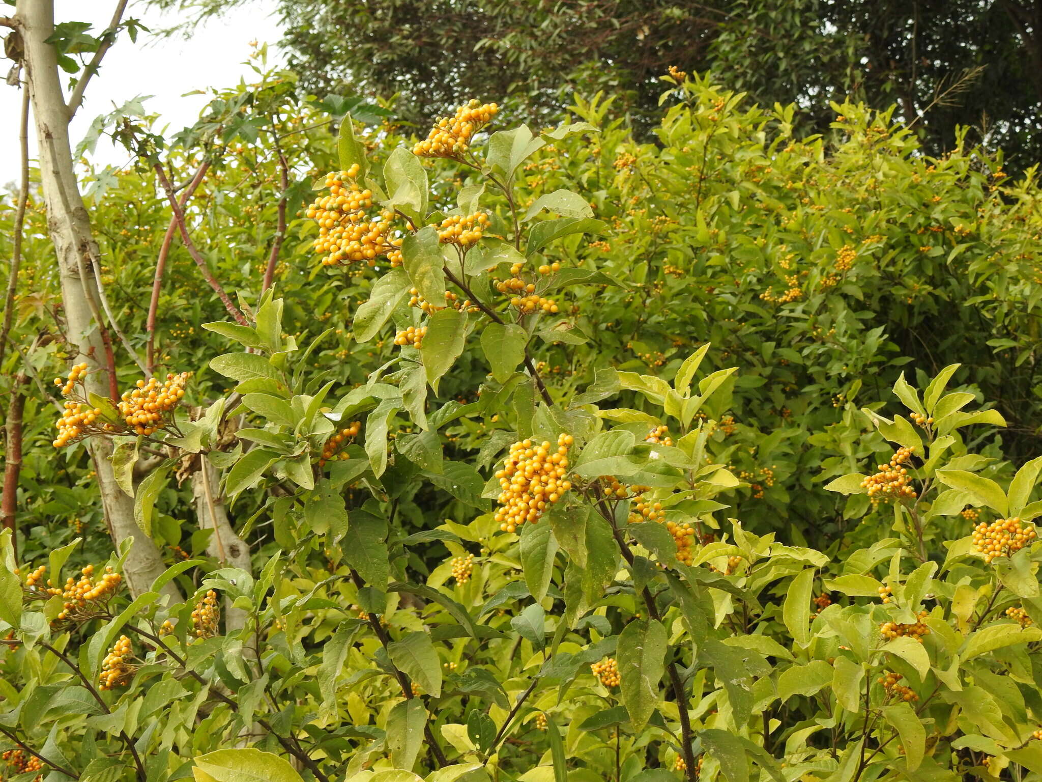 Image of Solanum argentinum Bitter & Lillo