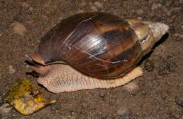 Image of Lissachatina immaculata