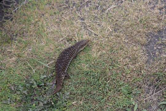 Image of Alligator lizards