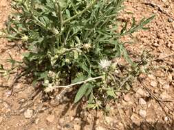 Image of diffuse knapweed