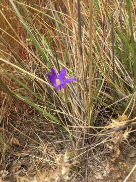 Image of harvest brodiaea