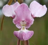 Image of Purple donkey orchid