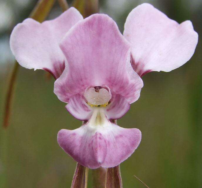 Image of Purple donkey orchid