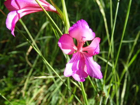 Imagem de Gladiolus illyricus W. D. J. Koch