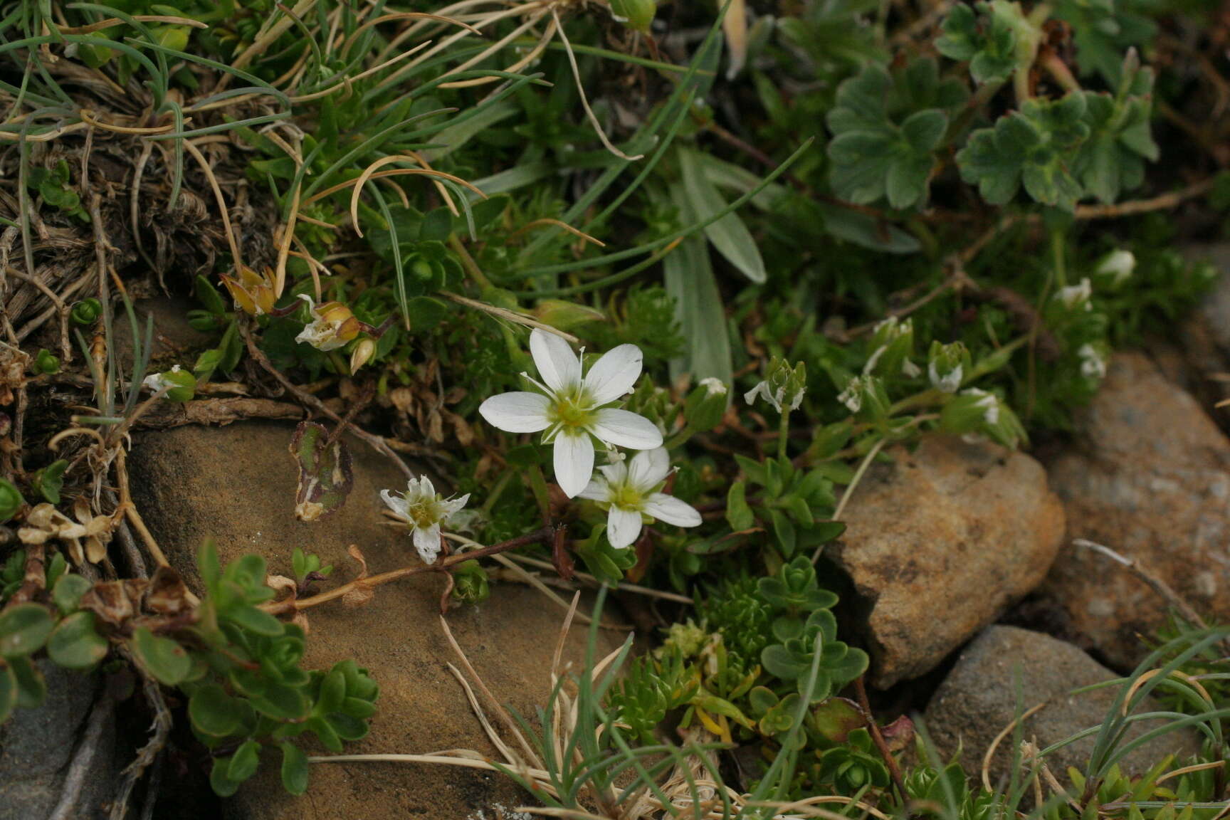 Image of Arenaria ciliata subsp. multicaulis (L.) Arcangeli