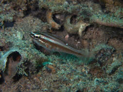 Image of Moluccan cardinalfish