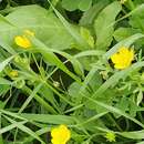 Image of Ranunculus cornutus var. scandicinus (Boiss.) Ziffer-Berger & Leschner