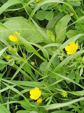 Image of Ranunculus cornutus var. scandicinus (Boiss.) Ziffer-Berger & Leschner