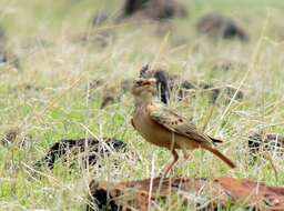 Image of Sykes's Lark