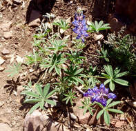 Imagem de Lupinus argenteus var. palmeri (S. Watson) Barneby