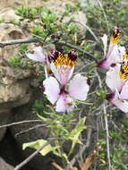 Image of Alstroemeria pulchra Sims