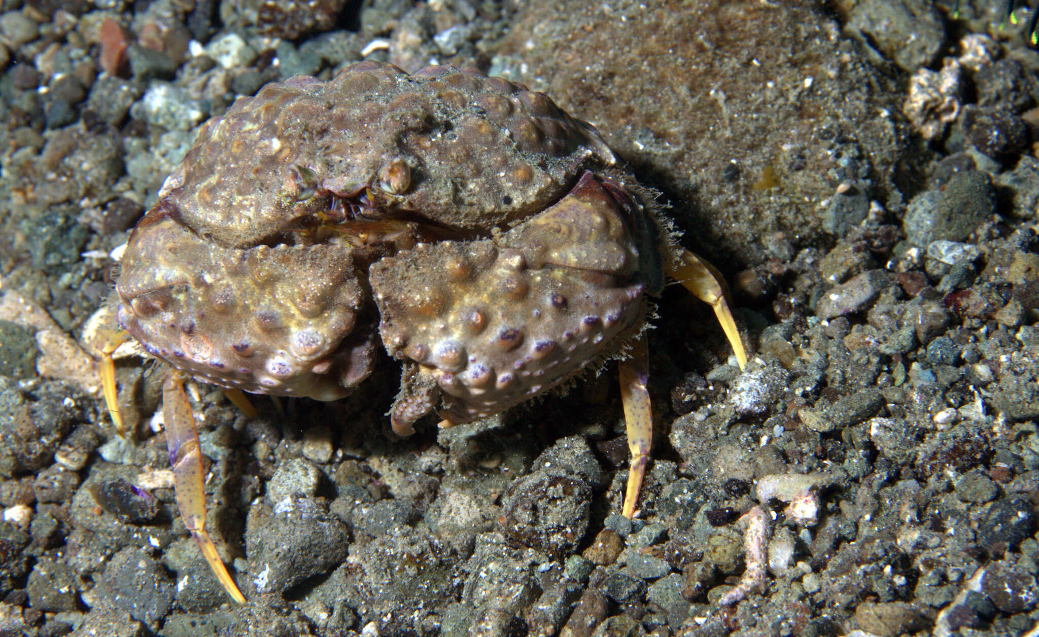 Image of Calappa torulosa Galil 1997