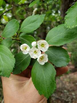 Image of hawthorn