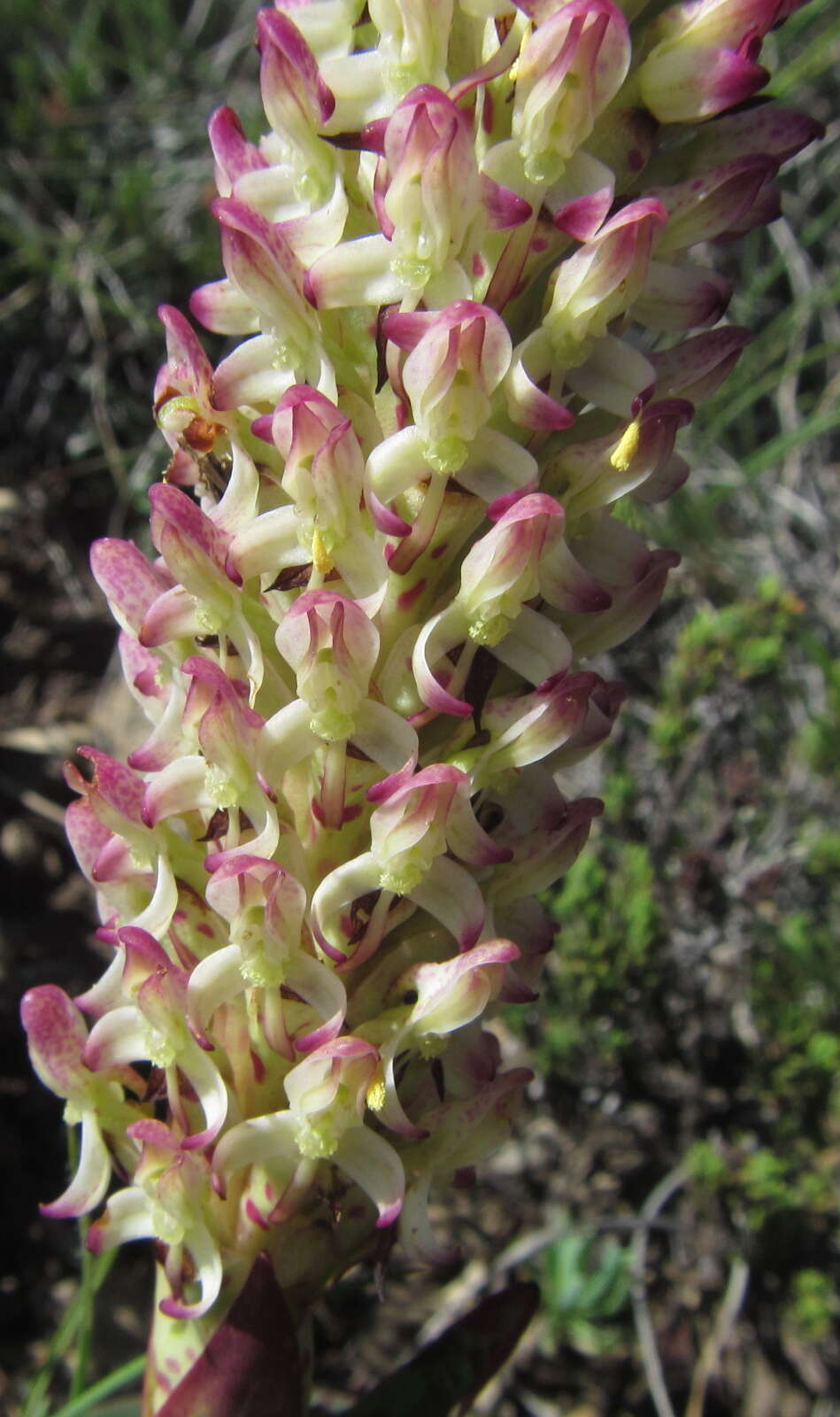 Image de Disa fragrans subsp. fragrans