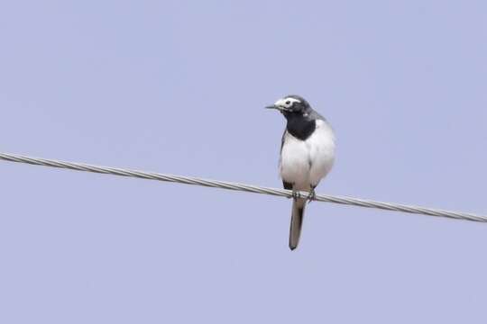 Image of Motacilla alba personata Gould 1861