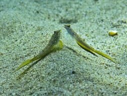 Image of Sailfin Dragonet