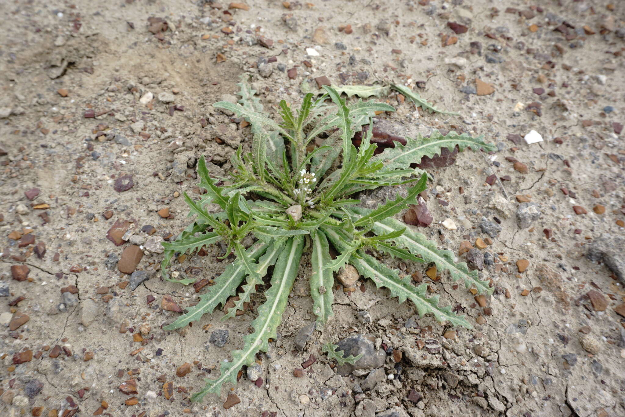 Image of Neotorularia torulosa (Desf.) Hedge & J. Léonard