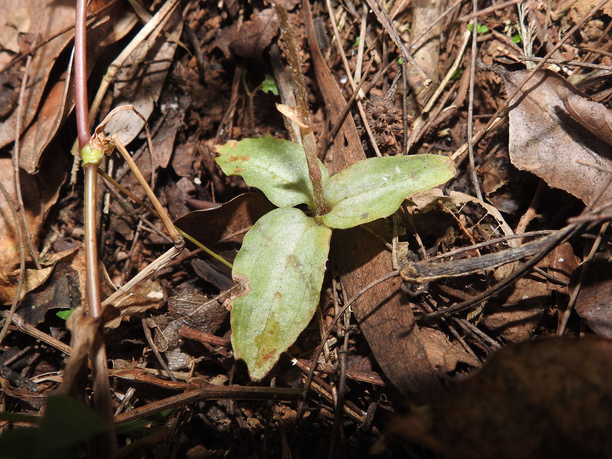 Image of Zeuxine longilabris (Lindl.) Trimen