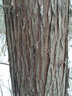 Image of Atlantic White Cedar