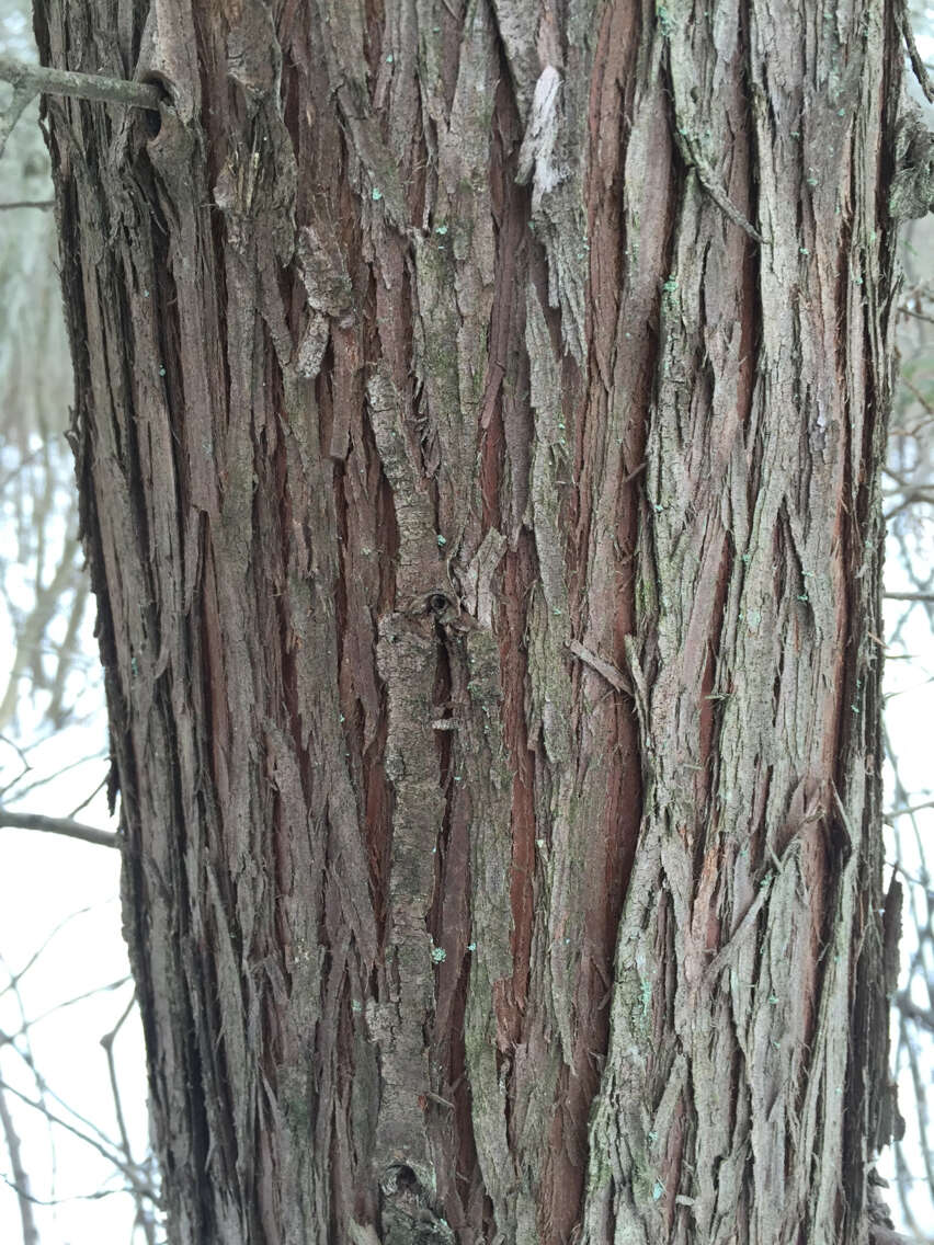 Image of Atlantic White Cedar