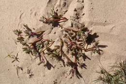 Image of silkcotton purslane