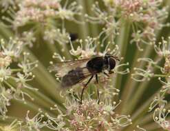 Leucozona laternaria (Muller 1776) resmi