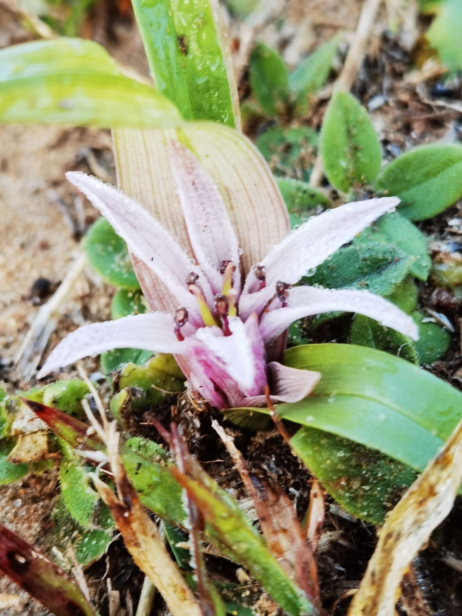 Image de Androcymbium decipiens N. E. Br.