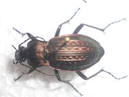 Image of immigrant sausage ground beetle