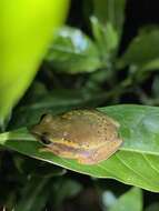 Image of Betsileo Reed Frog