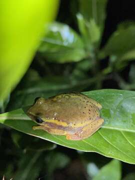 Image of Betsileo Reed Frog