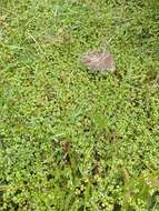 Image of Hydrocotyle tripartita var. hydrophila (Petrie) Cheesem.