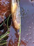 Image of Slender clingfish