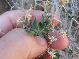 Image of shrubby brickellbush