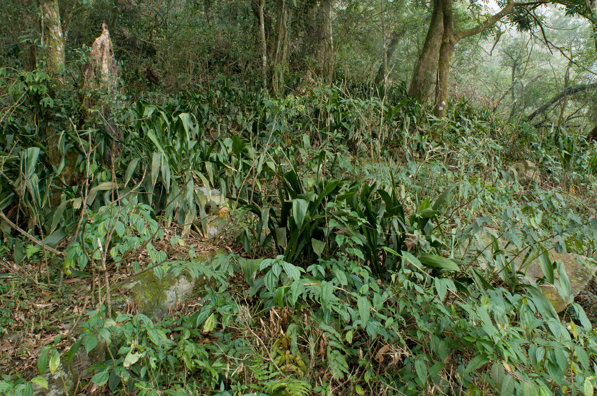 Sivun Aspidistra elatior var. attenuata (Hayata) S. S. Ying kuva