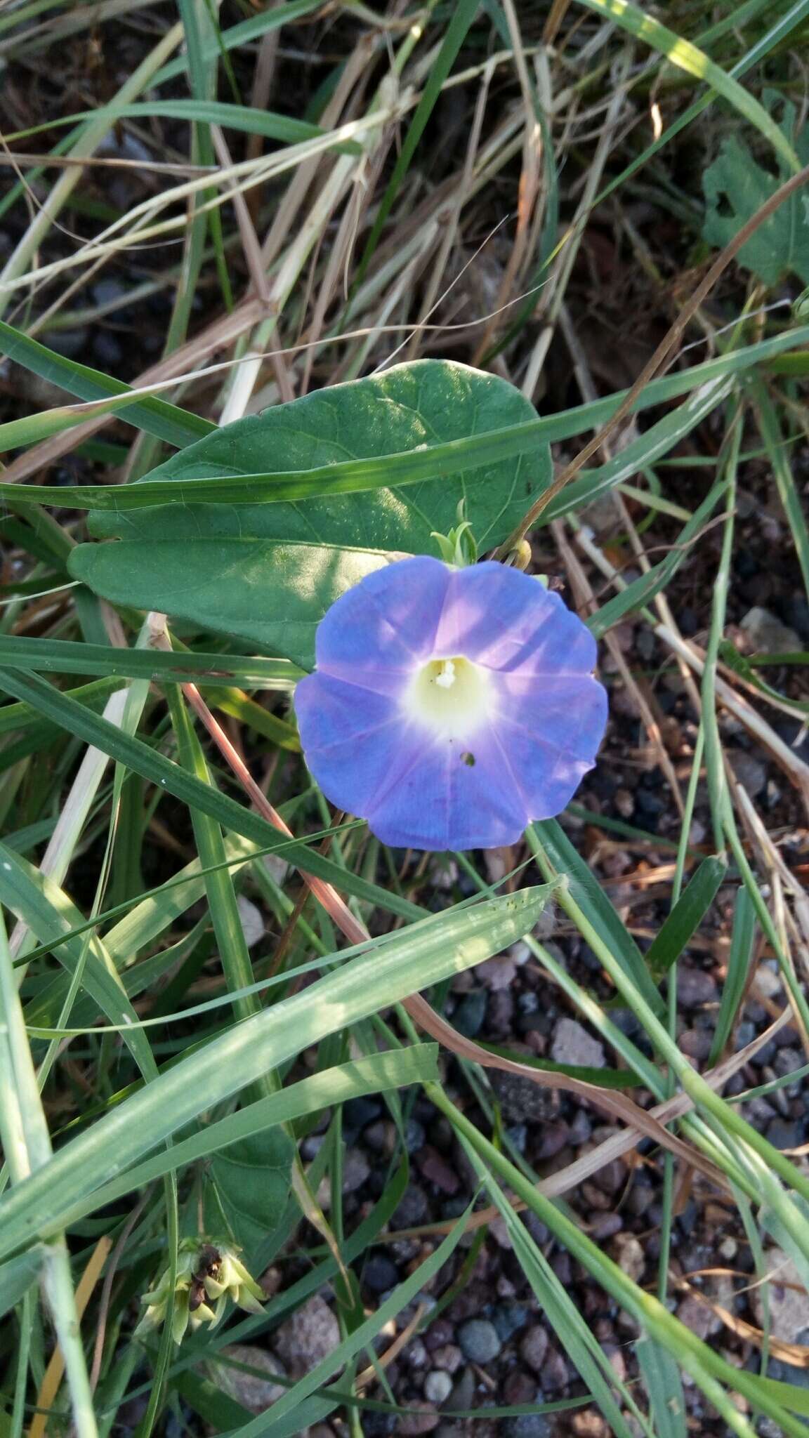 Ipomoea meyeri (Spreng.) G. Don resmi