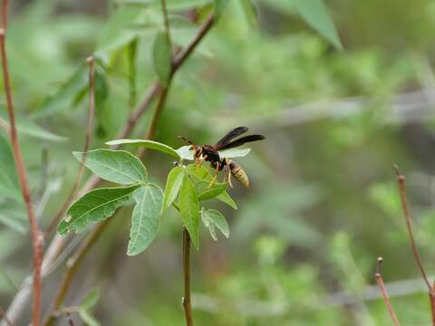 Image de Polistes comanchus navajoe Cresson 1868