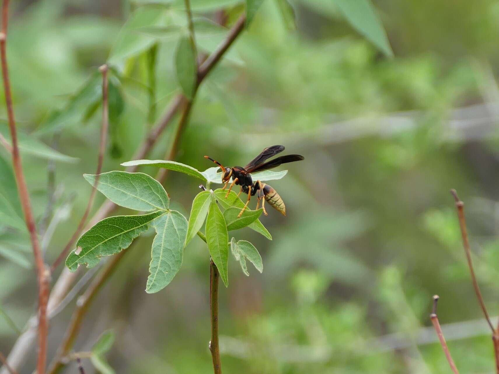 Image of Polistes comanchus navajoe Cresson 1868